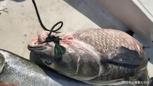 青鱼视频偷拍观看国产-第2张图片-亚洲香蕉中文日韩 青鱼视频偷拍观看国产-第2张图片-亚洲香蕉中文日韩