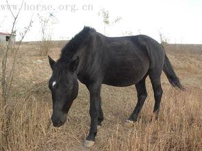 国产半血马视频大全,视频大全中的骏马传奇-第1张图片-亚洲香蕉中文日韩
