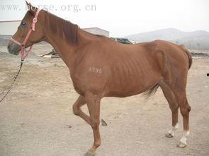 国产半血马视频大全,视频大全中的骏马传奇-第2张图片-亚洲香蕉中文日韩