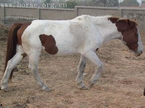 国产半血马视频大全,视频大全中的骏马传奇-第3张图片-亚洲香蕉中文日韩