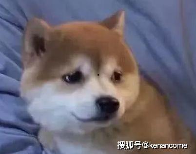 国产土狗的视频,忠诚与活力的完美结合-第1张图片-亚洲香蕉中文日韩