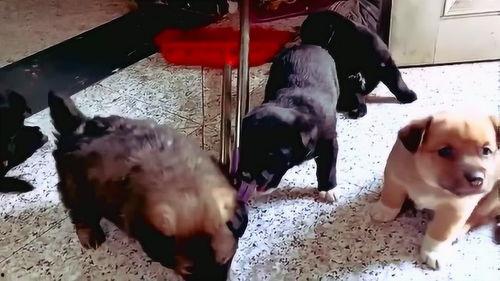 国产土狗的视频,忠诚与活力的完美结合-第2张图片-亚洲香蕉中文日韩