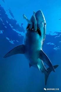 国产鲨鱼吃人视频大全,国产鲨鱼吃人视频大盘点-第2张图片-亚洲香蕉中文日韩