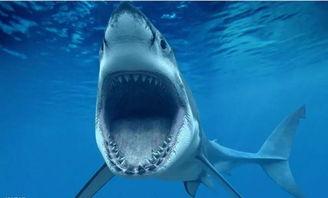 国产鲨鱼吃人视频大全,国产鲨鱼吃人视频大盘点-第3张图片-亚洲香蕉中文日韩
