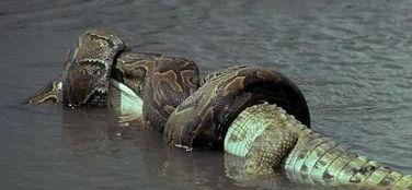 蟒蛇视频国产,国产生态崛起，本土创新力量引领潮流-第1张图片-亚洲香蕉中文日韩