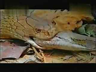 蟒蛇视频国产,国产生态崛起，本土创新力量引领潮流-第2张图片-亚洲香蕉中文日韩