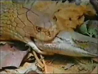 蟒蛇视频国产,国产生态崛起，本土创新力量引领潮流-第3张图片-亚洲香蕉中文日韩