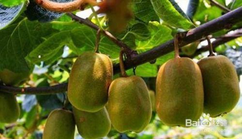国产苦果种植视频教程,从播种到收获的实用教程-第1张图片-亚洲香蕉中文日韩