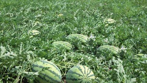 国产苦果种植视频教程,从播种到收获的实用教程-第2张图片-亚洲香蕉中文日韩