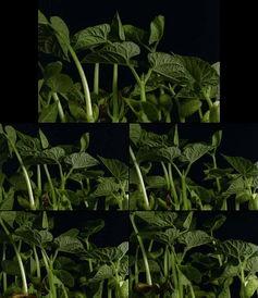 国产苦果种植视频教程,从播种到收获的实用教程-第3张图片-亚洲香蕉中文日韩